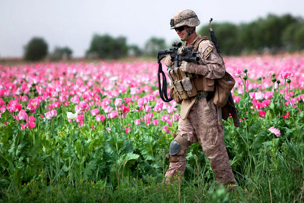 [Image: poppies-afghanistan-600.jpg]