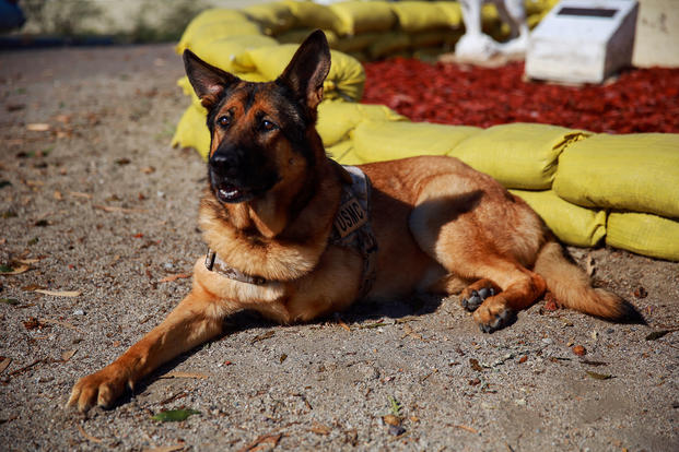Lucca, a 12-year-old retired Marine Corps military working dog, visits Camp Pendleton Feb. 29, 2016. Before her retirement in 2012, Lucca completed two deployments to Iraq and one to Afghanistan where she led approximately 400 patrols until she was injured by an improvised explosive device. No Marines were injured on any patrol she led, including her final patrol where the explosion cost Lucca her front left leg. Lucca received the Dickin Medal, a European award that acknowledges outstanding acts of bravery