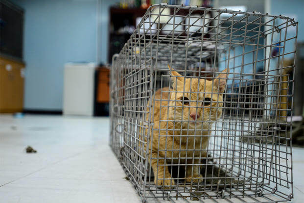 A stray cat crouches in a cage in Southwest Asia, Sept. 28, 2015. The 463rd Military Detachment Veterinary Service uses a Trap, Neuter, Vaccinate, Return program for feral cats who assist with pest control. (U.S. Air Force/Senior Airman Racheal E. Watson)