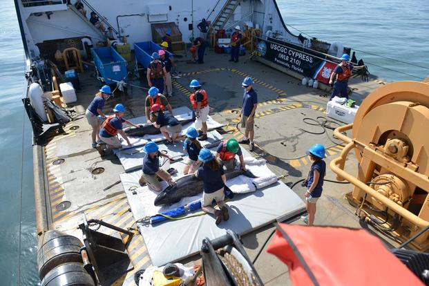 Personnel from the Institute of Marine Mammal Studies, NOAA, Navy Marine Mammal Program and U.S. Coast Guard prepare to release two pygmy killer whales in the Gulf Coast, July 11, 2016. (Photo: Petty Officer 3rd Class Lexie Preston)