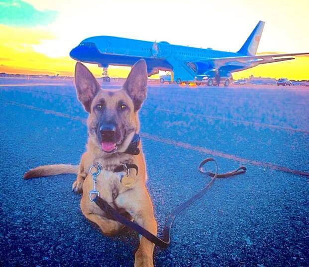 US Secret Service dogs are the frequent fliers of the canine world (photo of Astra courtesy of Kim K.).
