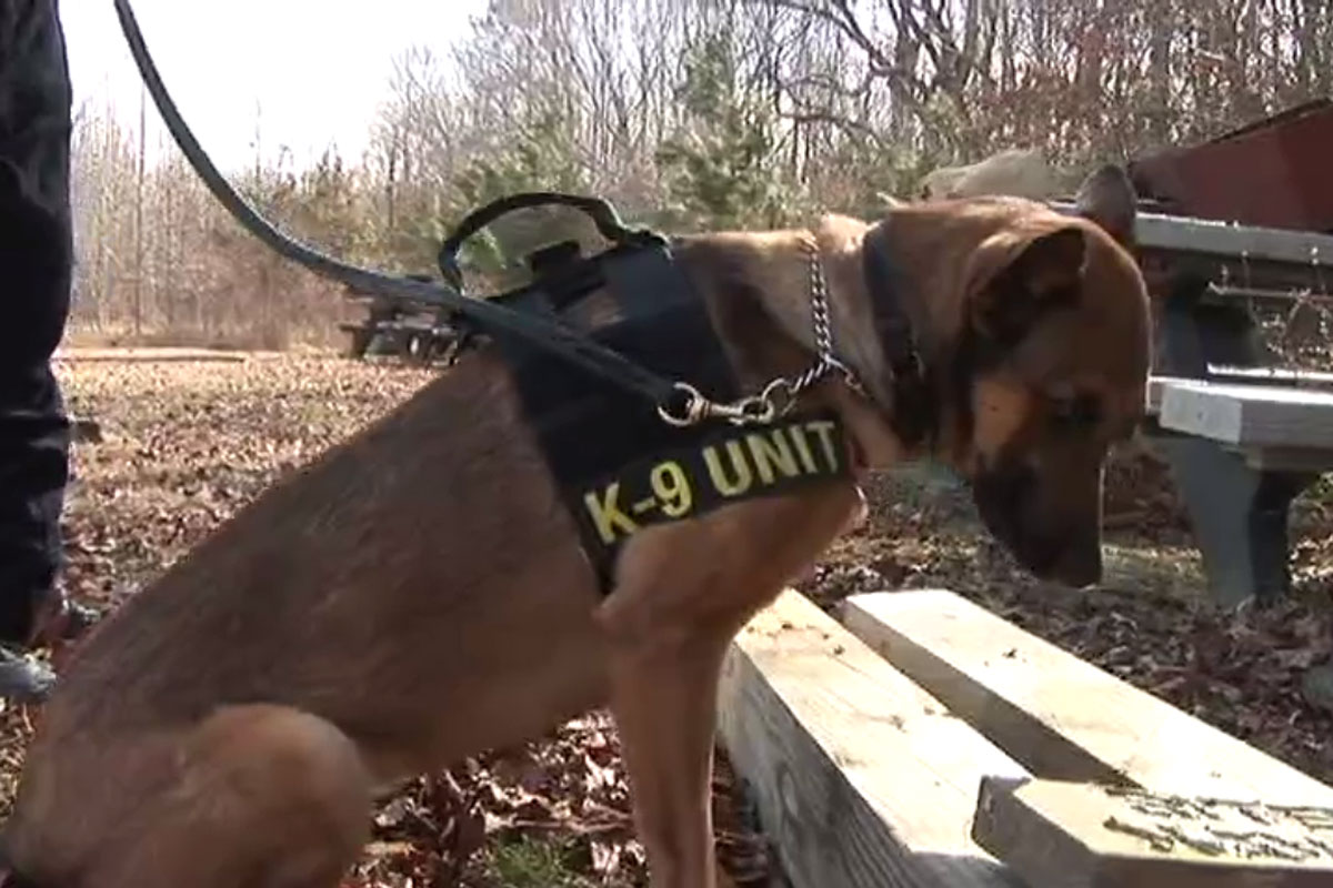 Coast Guard Canine Explosives Unit Military Com - k9 dogs roblox