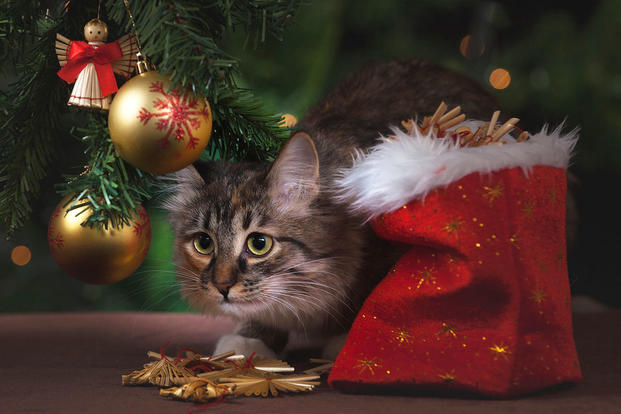 Unhappy cat under Christmas tree