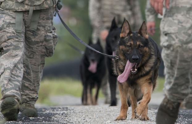 do military dogs have titanium teeth