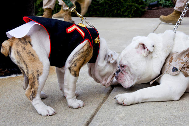 The outgoing Marine Corps mascot, Sgt. Chesty XIII, right, nuzzles the incoming Marine mascot, Private First Class Chesty XIV, following the Eagle Globe and Anchor pinning ceremony at Marine Barracks Washington in Washington, D.C., April 8, 2013. (U.S. Marine Corps/Mallory S. VanderSchans)