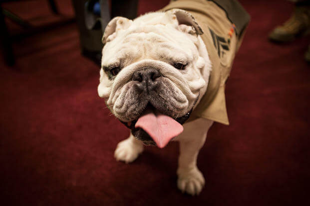 Cpl. Chesty XIV, mascot of Marine Barracks Washington, along with his handler, Sgt. Katie Maynard, visit the Office of the Sergeant Major of the Marine Corps at the Pentagon, June 25, 2015. (U.S. Marine Corps/Melissa Marnell)