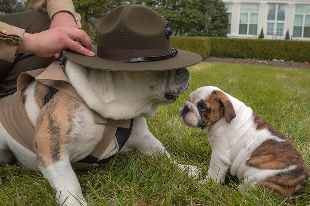  Cpl. Chesty XIV stands over Chesty XV wearing a Campaign Cover at  Marine Barracks Washington, March 19, 2018. Chesty the XIV has served for five years and awaits Chesty the XV to complete training to take his place. (Marine Corps/Taryn Escott)