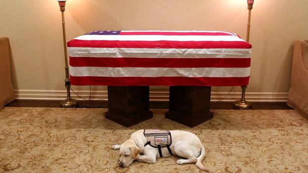 Sully the dog, pictured in front of the casket for former President George H.W. Bush. (Twitter)