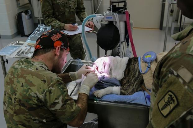 Army veterinarian conducts an entropion correction procedure for English bulldog.