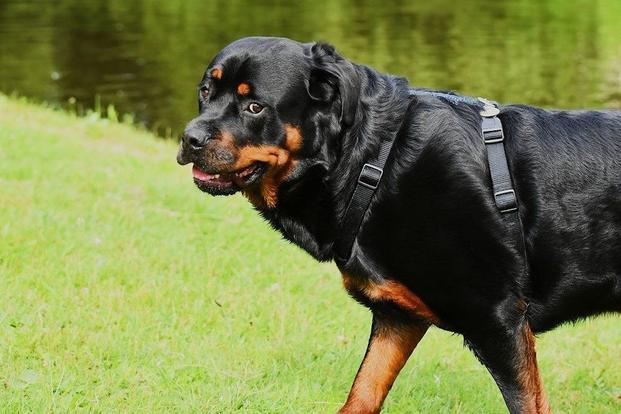 Rottweiler hot sale military dog