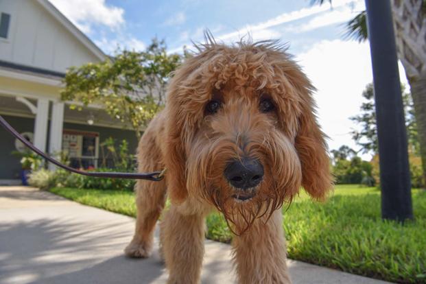 service dog fostering near me