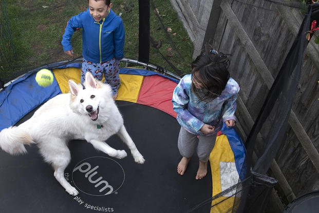 children jumping on trampoline with dog