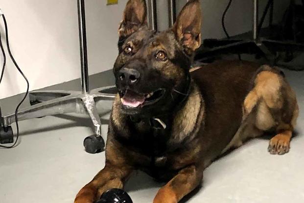 Military Working Dog Kuno treated for injuries.