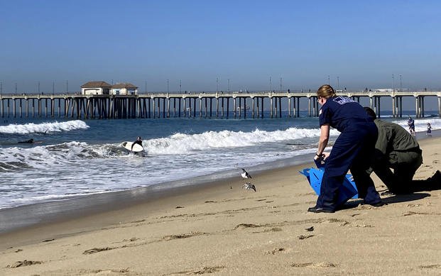 Officials release birds after they were treated for oiling Huntington Beach, Calif.