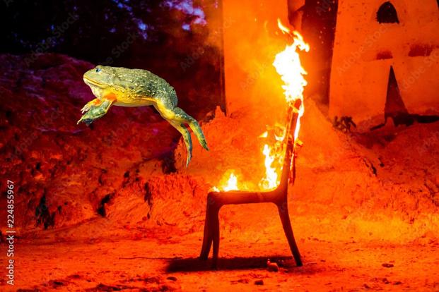 frog jumps out of chair on fire