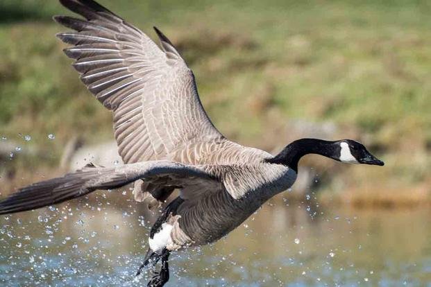 The Canada Goose Is Winning The War With Humans