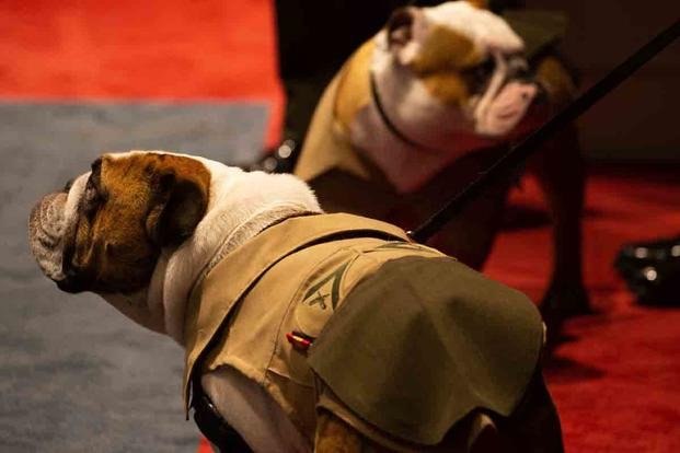 marine corps bulldog