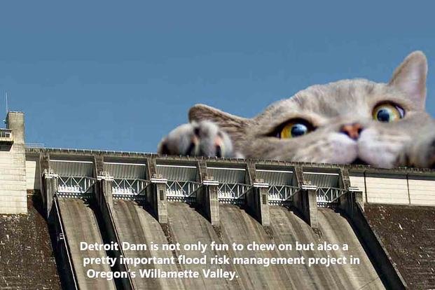 Photoshopped Cats Highlight Army Corps of Engineers Projects in a Free