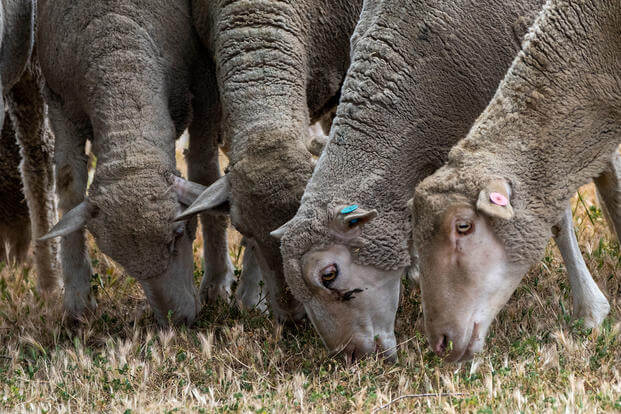 Sheep graze on grass at Travis Air Force Base, California