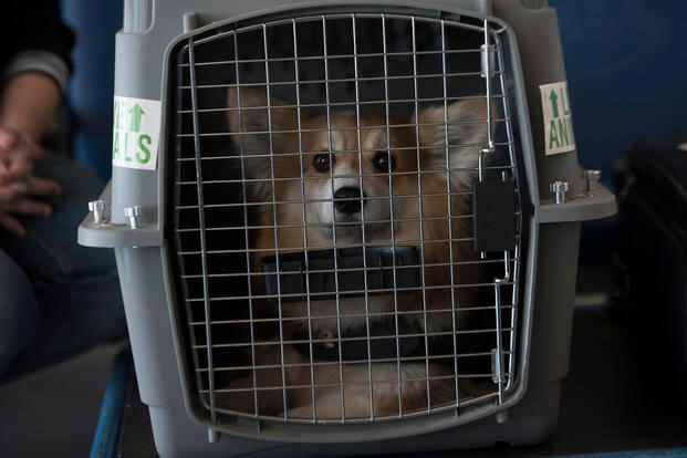 Fritzi, a corgi, sits in a dog crate at the Ramstein Passenger Terminal, Ramstein Air Base, Germany.