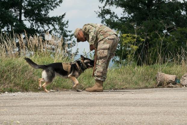 U.S. Army Pfc. Jamal W. Grier with the 131st Military Working Dog Detachment, 615th Military Police Company, conducts dog-handler certification at Oberdachstetten Range Area at U.S. Army Garrison Ansbach in Bavaria, Germany, July 18, 2017.