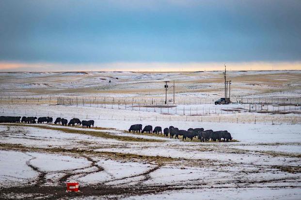Cows graze adjacent to an Air Force ICBM launch site in Nebraska
