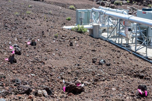  Haleakala Silversword, a highly-endangered plant on the island of Maui, Hawaii