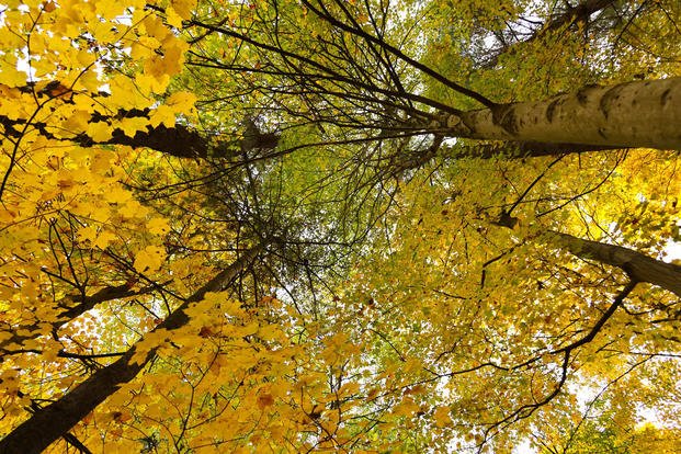 A Virginia woman pleaded guilty Tuesday to killing a man in the Cuyahoga Valley National Park.