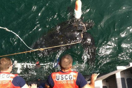 Coast Guard Rescues Sea Turtle Near Montauk Harbor | Military.com