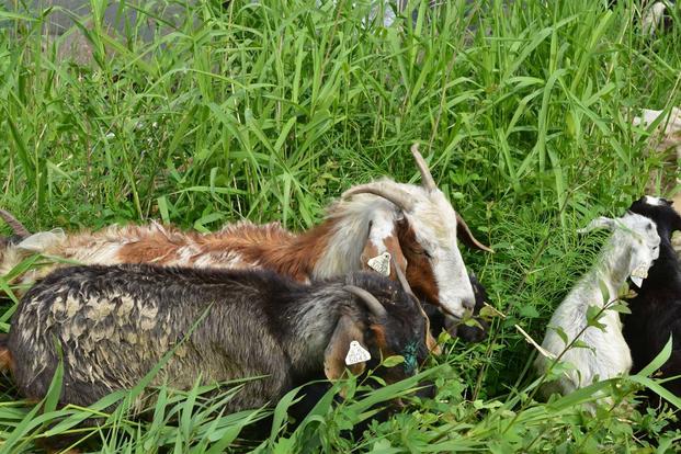 A herd of goats grazes on overgrown vegetation. (U.S. Army/ Jeremy Nguyen)