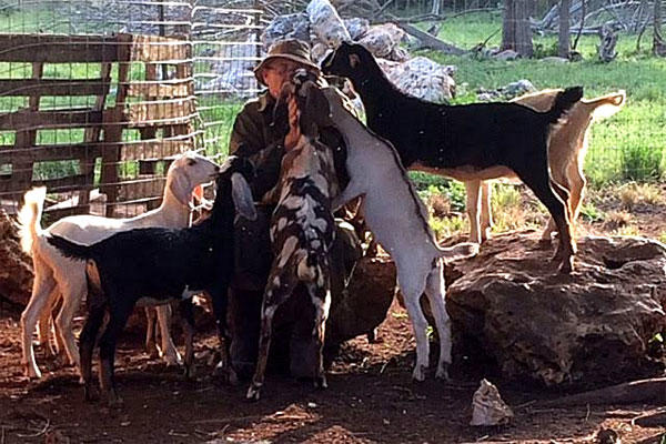 Robert Ragels sits at his farm in Texas, encircled by some of his 40 therapy goats. (Photo courtesy Robert Ragels)
