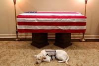 Sully the dog, pictured in front of the casket for former President George H.W. Bush. (Twitter)