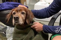 The crew of the U.S. Coast Guard Station Fort Myers Beach safely pulled a dog on board their vessel, Dec. 5, 2019. (U.S. Coast Guard Station Fort Myers Beach via Facebook)