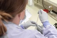 A medical student sorts and processes drug susceptibility tests.