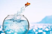 Goldfish jumping from fishbowl