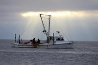 Watermen dredge for oysters on the Chesapeake Bay
