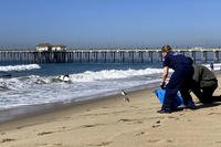 Officials release birds after they were treated for oiling Huntington Beach, Calif.