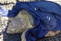 Coast Guard crewmembers rescue an injured loggerhead sea turtle.