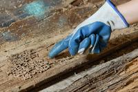 A pest inspection professional looks at termite damage.