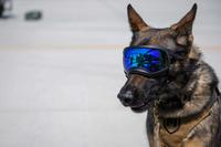 Air Force working dog wears specialized eye protection.