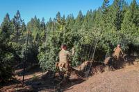 Counterdrug Task Force members cut marijuana in California.