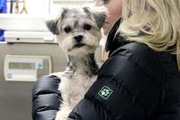 Yorkshire Terrier-Maltese mix awaits his veterinarian appointment.