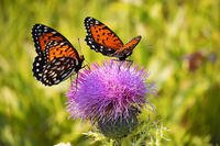 Eastern regal fritillaries are shown on a thistle at the Fort Indiantown Gap National Guard Training Center in Pennsylvania.