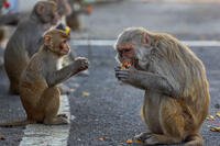 Monkeys eat tomatoes distributed by social workers near a Hindu temple during nationwide lockdown in Gauhati, India, Thursday, April 23, 2020. (AP Photo/Anupam Nath)