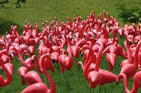 Plastic flamingos
