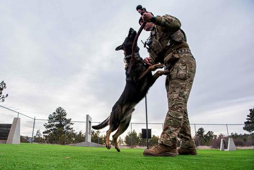 Military Working Dog Eper at the U.S. Air Force Academy